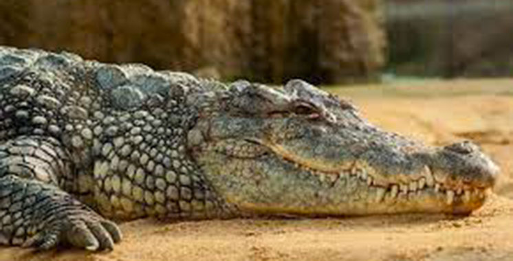 Le Maroc reçoit un fossile de crocodile marocain retrouvé dans une ferme de l’Indiana en 2014
