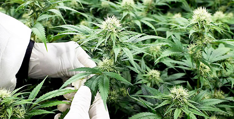 Transformation et fabrication du cannabis: Les premières licences arrivent