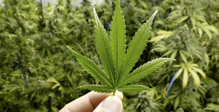 L’Agence nationale de réglementation des activités relatives au cannabis tient son premier conseil d’administration