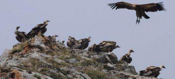 Les vautours fauves. / Ph.DR
