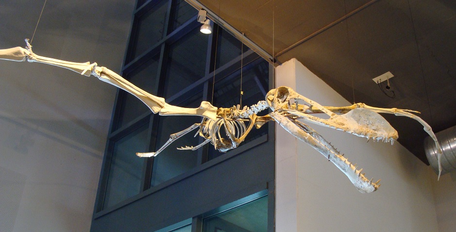 Un Coloborhynchus de la famille des Ptérosaures. / Ph. DR