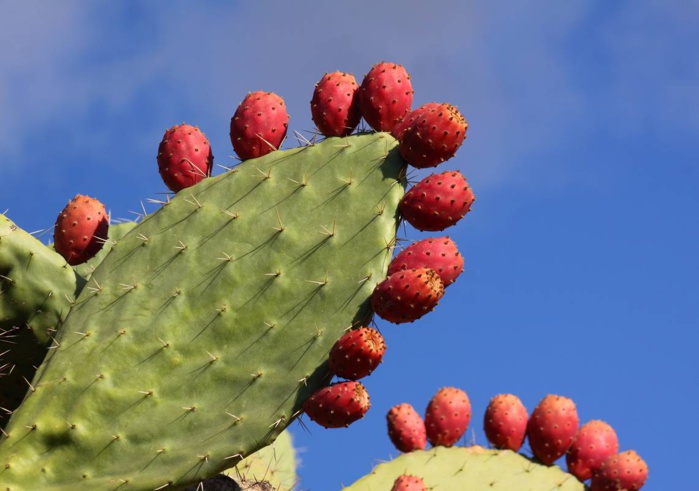 Figuier de barbarie: Le cactus gagne-t-il sa guerre contre la cochenille ?