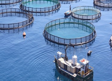 Chambre des Conseillers: Adoption à l'unanimité de deux projets de loi relatifs à l'aquaculture mari