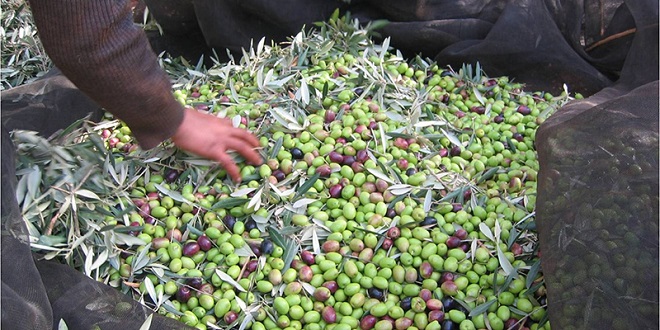 Oléiculture : la production chute à Béni Mellal-Khénifra
