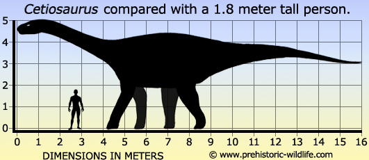 Un Cetiosaurus comparé à la taille d'un humain. / Ph. DR