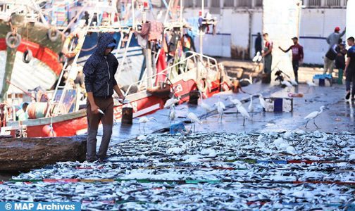 Port d’Al Hoceima: Hausse de 17% des débarquements de pêche à fin août