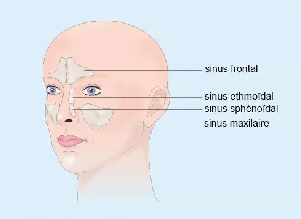 Les sinus de la face